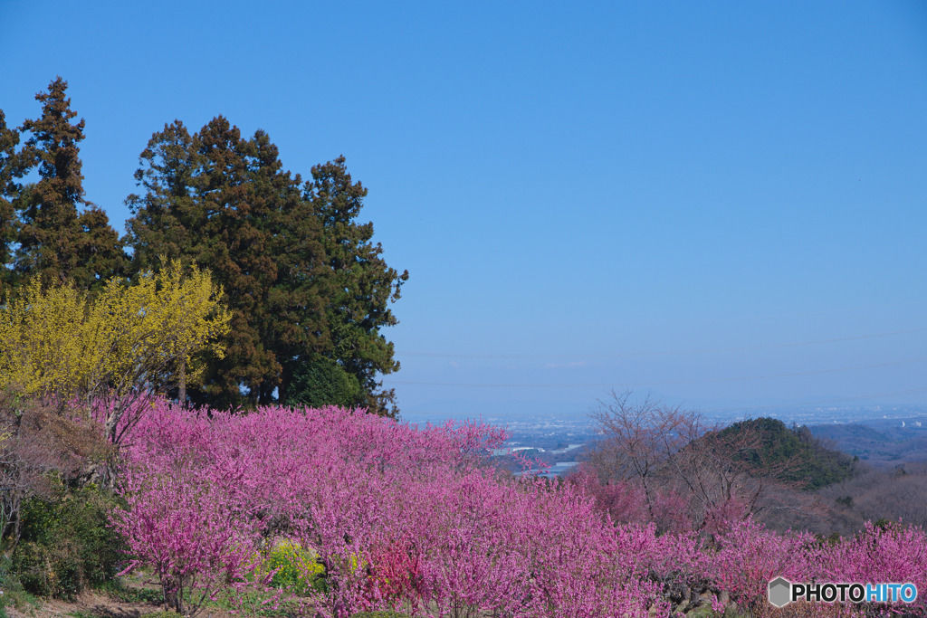 花桃の郷