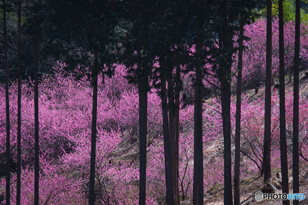 花桃の郷