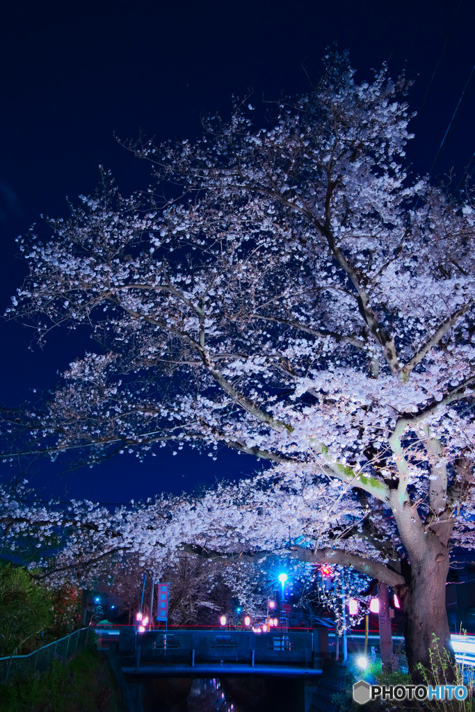夜桜