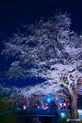 夜桜