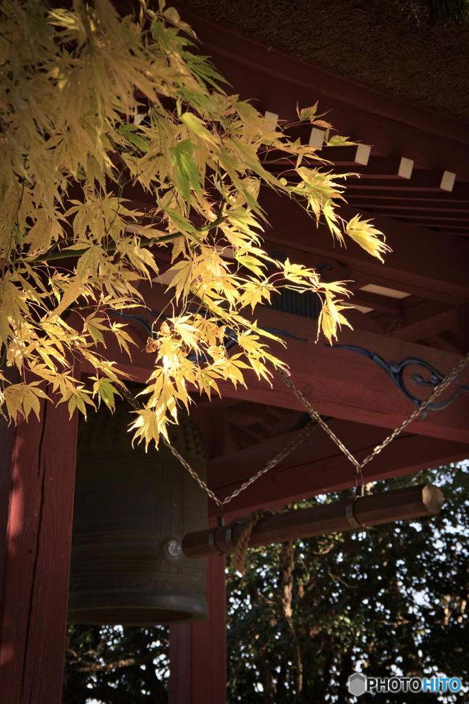 木漏れ日と鐘楼