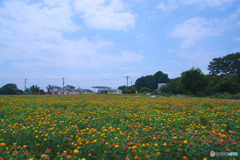 桶川べに花まつり