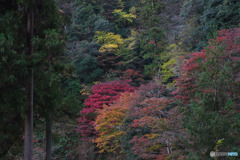 鳥居観音