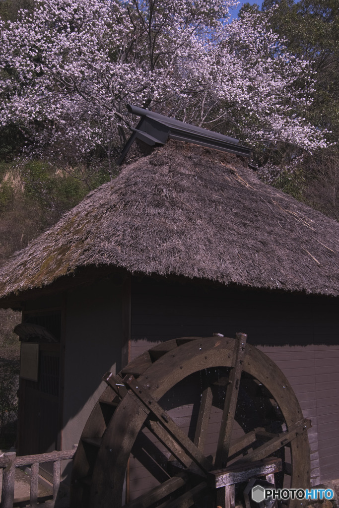 山吹の里歴史公園の水車と桜