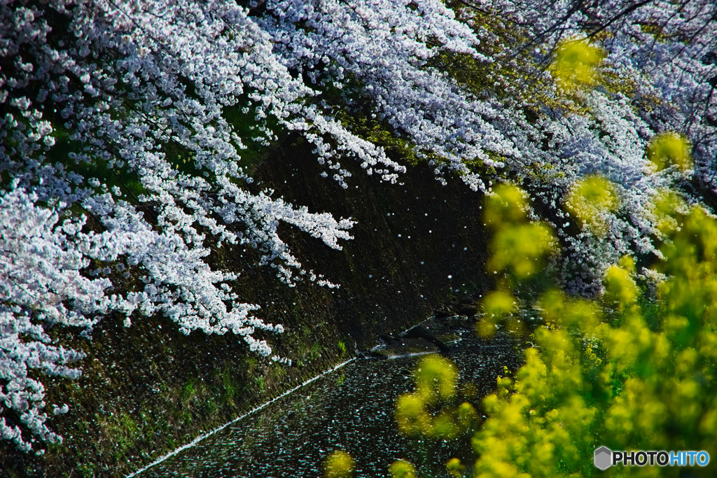 桜吹雪