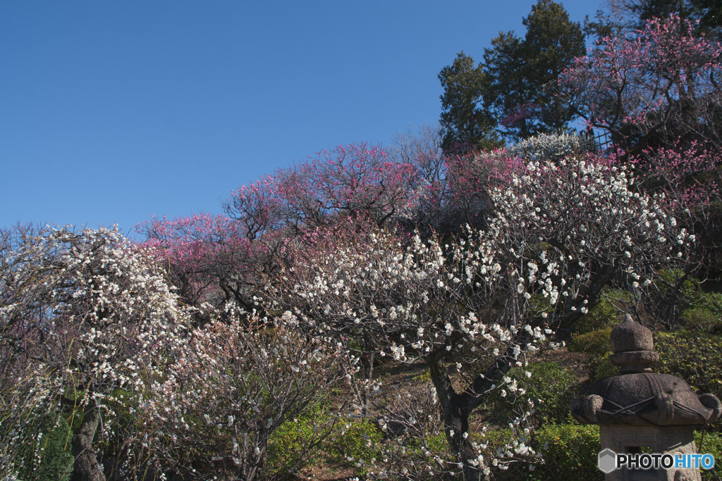 池上梅園