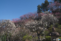 池上梅園