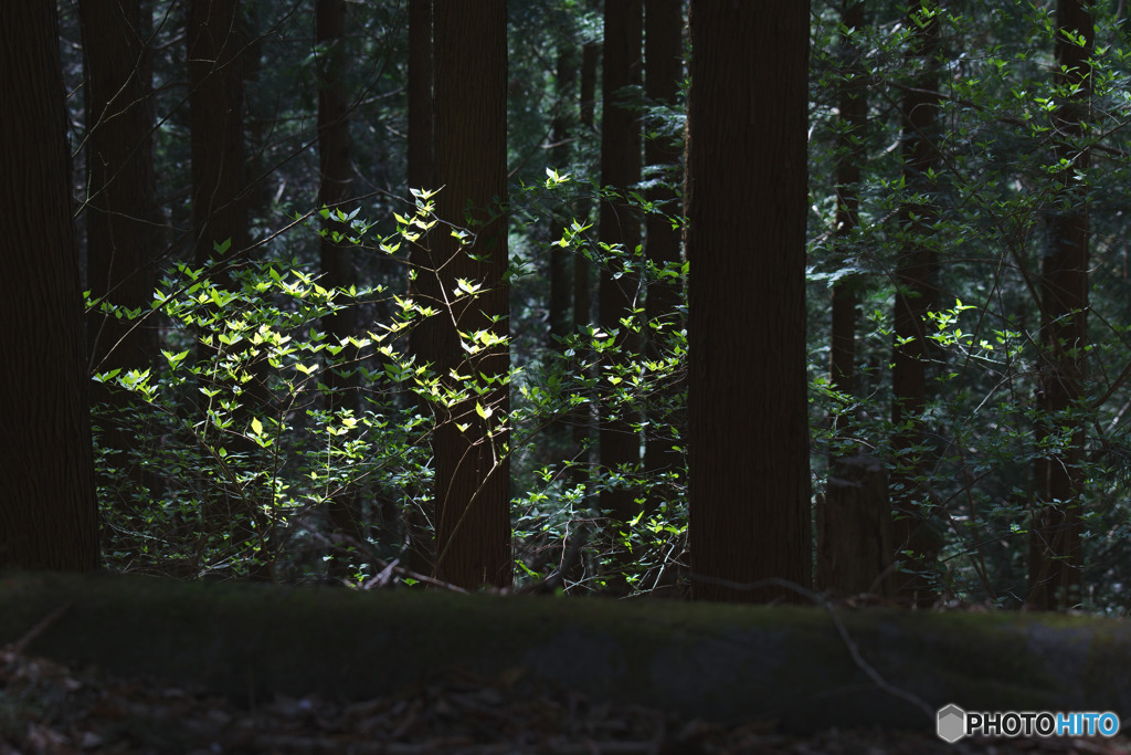 高山不動茶屋跡地