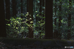高山不動茶屋跡地