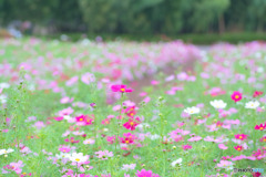 みよし花街道