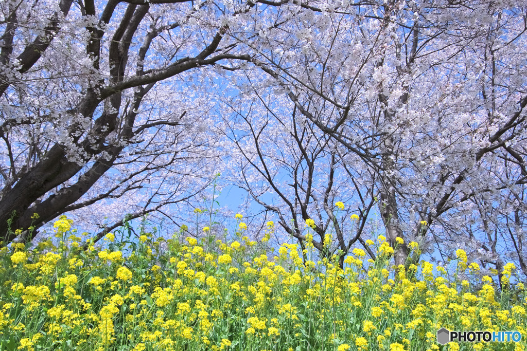さくら堤公園