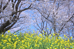さくら堤公園