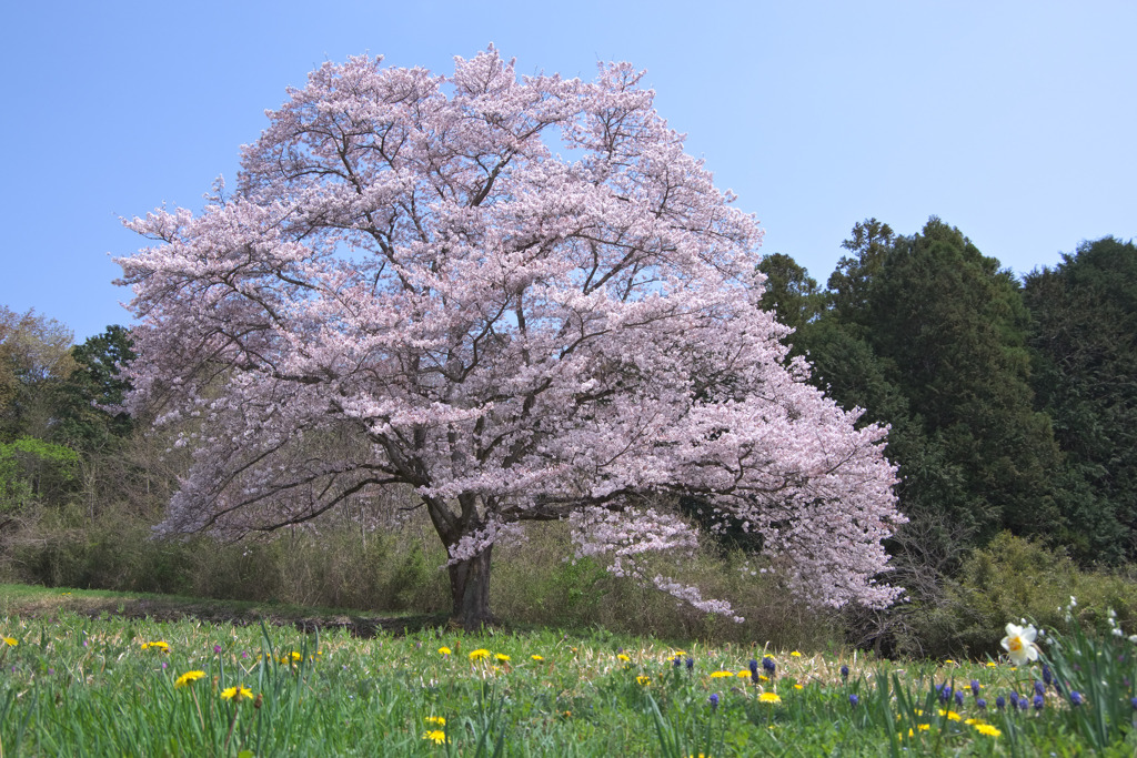 名もなき一本桜