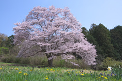 名もなき一本桜