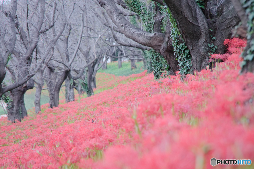 さくら堤公園の彼岸花