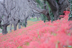 さくら堤公園の彼岸花