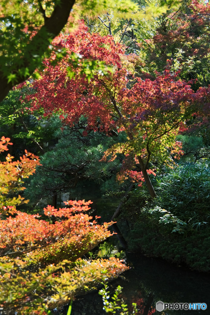 深大寺の紅葉