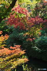 深大寺の紅葉
