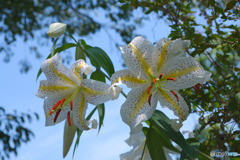 稲荷山公園展望台