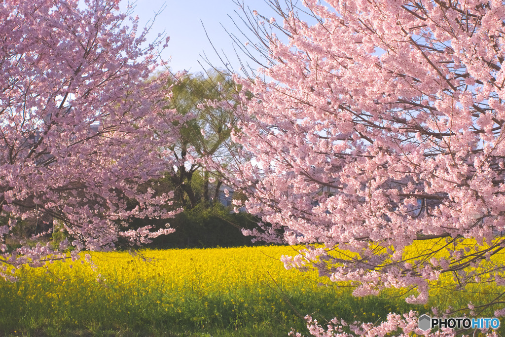 下加治の菜の花畑