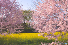 下加治の菜の花畑
