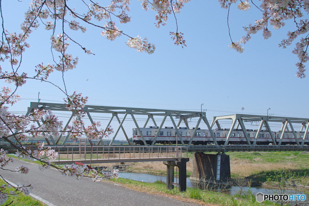 小ケ谷桜堤