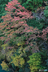 数馬峡の紅葉