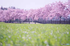 すみよし桜の里