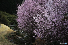 花桃
