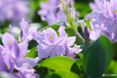 下八ツ林の花畑