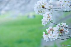 台田運動公園の桜
