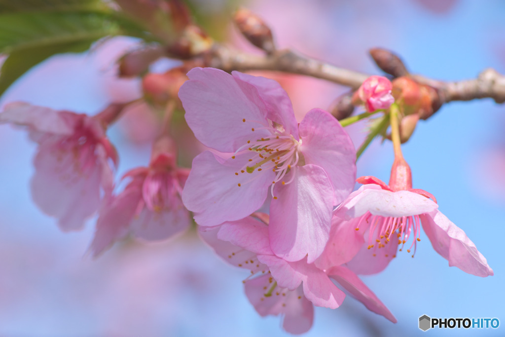 河津桜