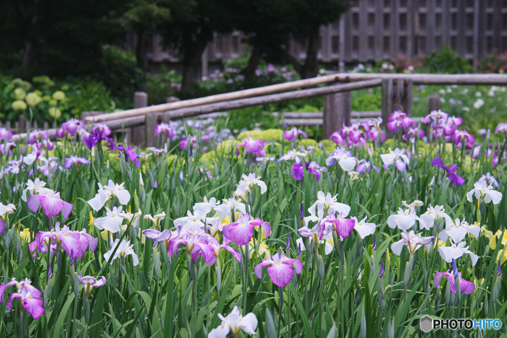染谷花しょうぶ園