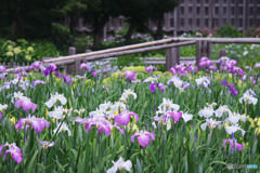 染谷花しょうぶ園
