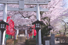 所沢市、長久寺の桜