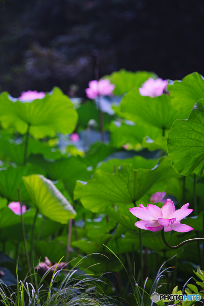 滝の城址公園