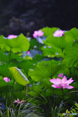 滝の城址公園