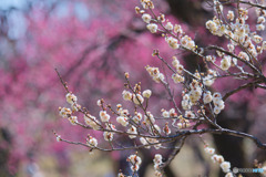 神代植物公園