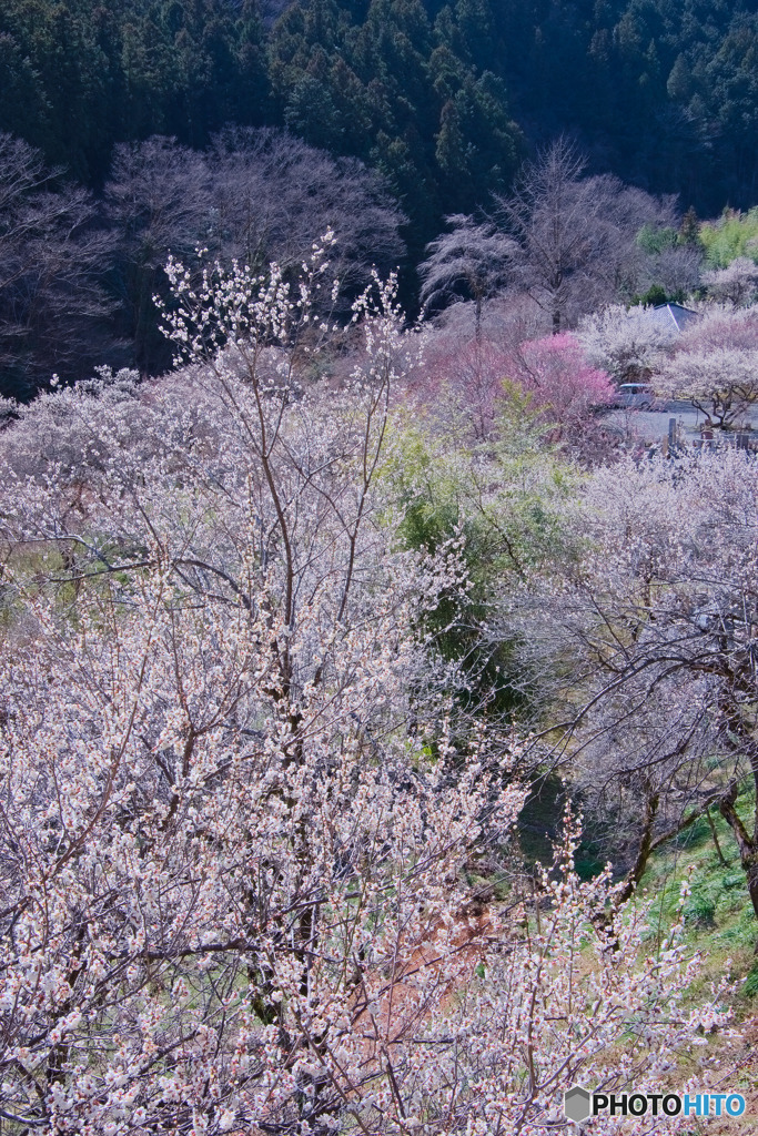 徳雲院、梅林
