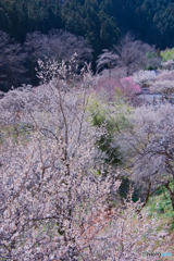 徳雲院、梅林