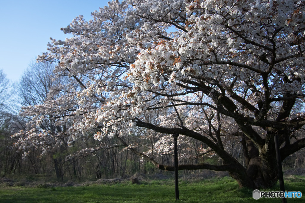 中峯一本桜