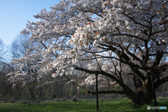 中峯一本桜