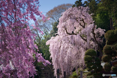 枝垂れふたつ