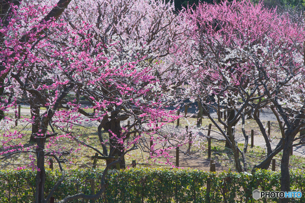 相模原北公園