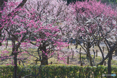 相模原北公園