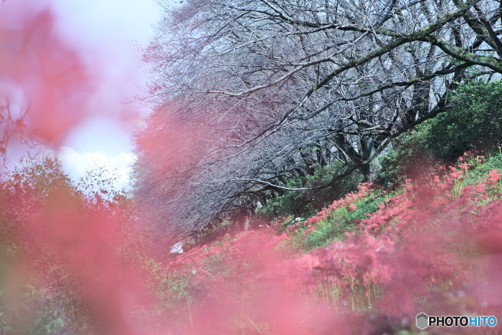 入間リバーサイドの桜並木