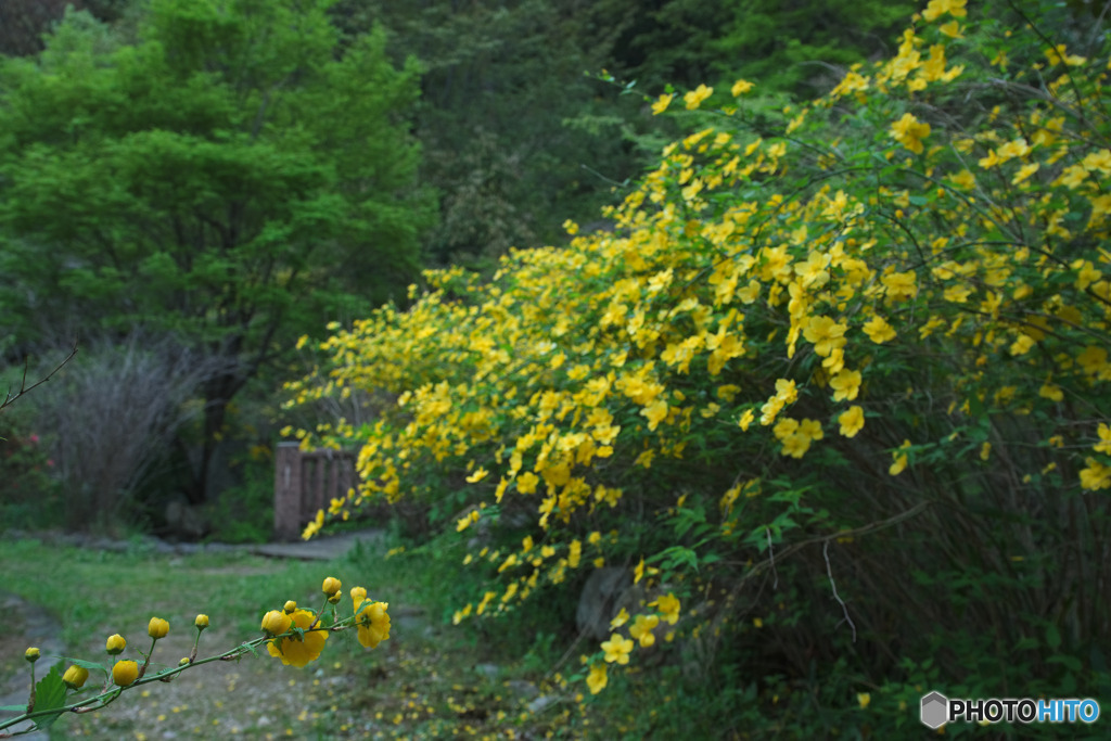 山吹の里歴史公園