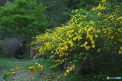山吹の里歴史公園