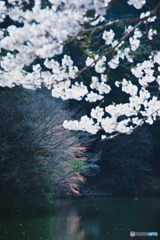 鎌北湖と桜