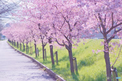 山崎公園河津桜並木
